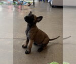 Small Photo #2 Mutt Puppy For Sale in Imlay City, MI, USA