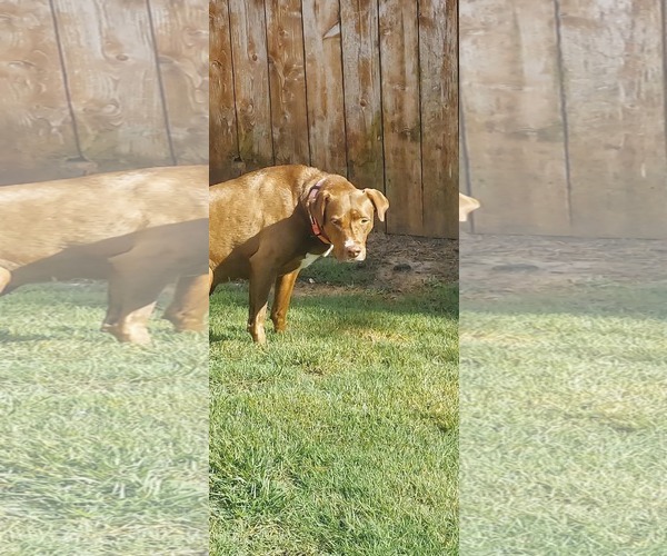 Medium Photo #2 American Pit Bull Terrier-Unknown Mix Puppy For Sale in Duluth, MN, USA
