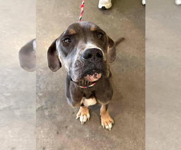 Medium Photo #1 American Bulldog-Unknown Mix Puppy For Sale in Rockwall, TX, USA