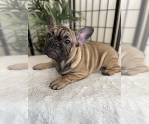 Medium French Bulldog