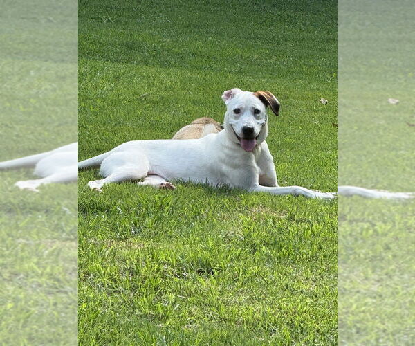 Medium Photo #10 Mutt Puppy For Sale in Raleigh, NC, USA