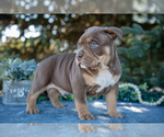 Small Photo #3 American Bully Puppy For Sale in TOPEKA, IN, USA