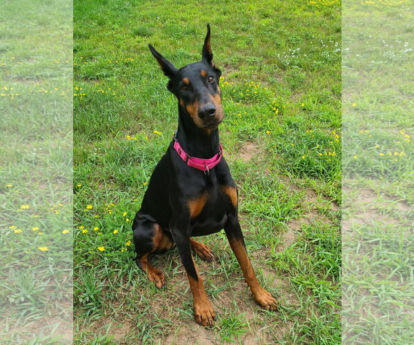 Medium Photo #5 Doberman Pinscher Puppy For Sale in Minneaoplis, MN, USA