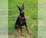 Small #4 Doberman Pinscher