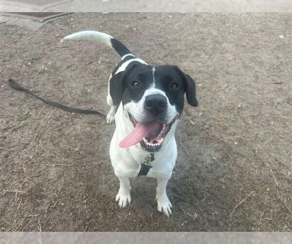 Medium Photo #3 Pointer-Unknown Mix Puppy For Sale in Ocala, FL, USA