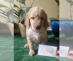 Goldendoodle Puppy for sale in OAK RIDGE N, TX, USA