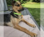 Small Photo #2 German Shepherd Dog-Unknown Mix Puppy For Sale in Minneapolis, MN, USA