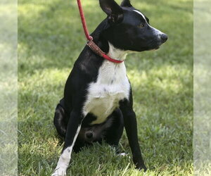 BUZZ - Male Border Collie Dog for Adoption - Photo #3