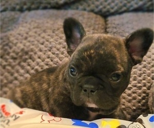 French Bulldog Puppy for sale in TAYLORSVILLE, KY, USA