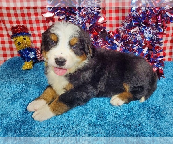 Medium Photo #2 Bernese Mountain Dog Puppy For Sale in BLACK FOREST, CO, USA