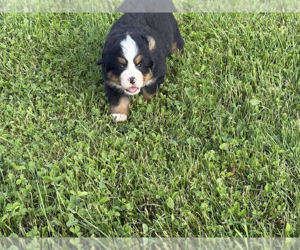 Medium Photo #3 Bernese Mountain Dog Puppy For Sale in ATHENS, WI, USA