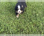 Small #2 Bernese Mountain Dog