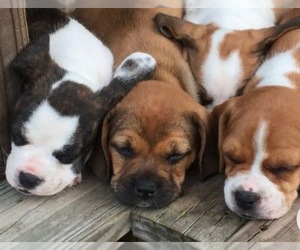 Beagle-English Bulldog Mix Puppy for sale in BUFFALO, NY, USA