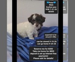 Small Poodle (Toy)-Zuchon Mix