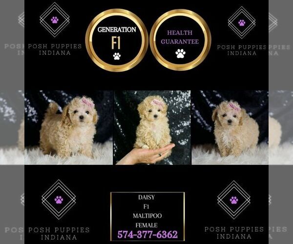 Medium Photo #7 Maltipoo Puppy For Sale in WARSAW, IN, USA