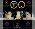 Small #6 Maltipoo