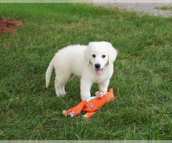 Medium Photo #6 English Cream Golden Retriever Puppy For Sale in SYRACUSE, IN, USA