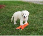 Small #5 English Cream Golden Retriever