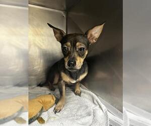 Chihuahua-Unknown Mix Dogs for adoption in San Antonio, TX, USA