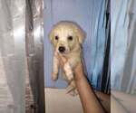 Small #1 Great Pyrenees Mix