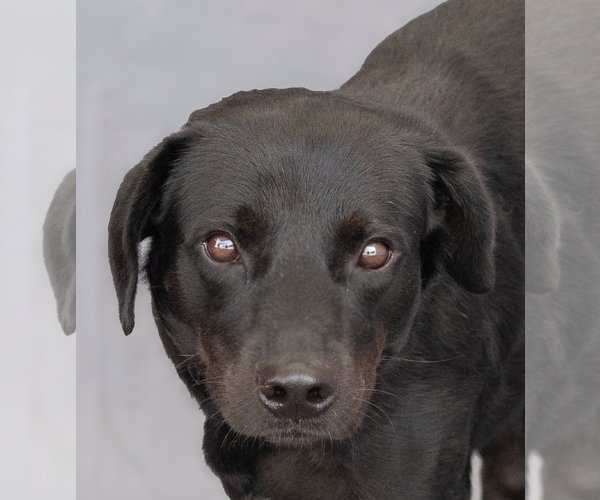 Medium Photo #1 Mutt Puppy For Sale in Pasadena, CA, USA