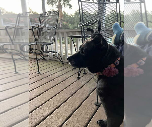 Medium Photo #5 Labrachow Puppy For Sale in Stratham, NH, USA