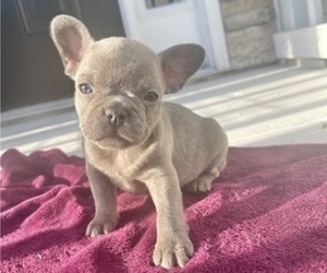 French Bulldog Puppy for sale in ATLANTA, GA, USA