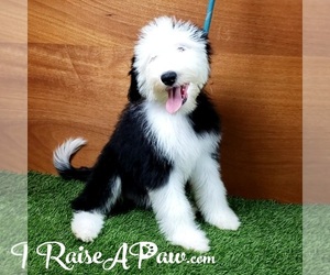 Sheepadoodle Puppy for Sale in OVERGAARD, Arizona USA