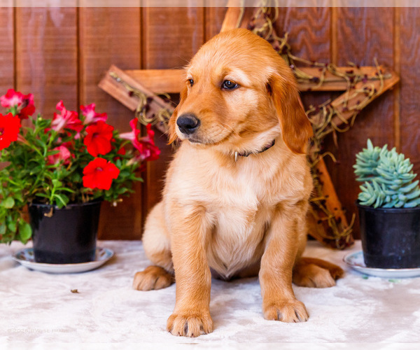 Medium Photo #3 Golden Retriever Puppy For Sale in WAKARUSA, IN, USA