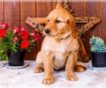 Small Photo #33 Golden Retriever Puppy For Sale in WAKARUSA, IN, USA