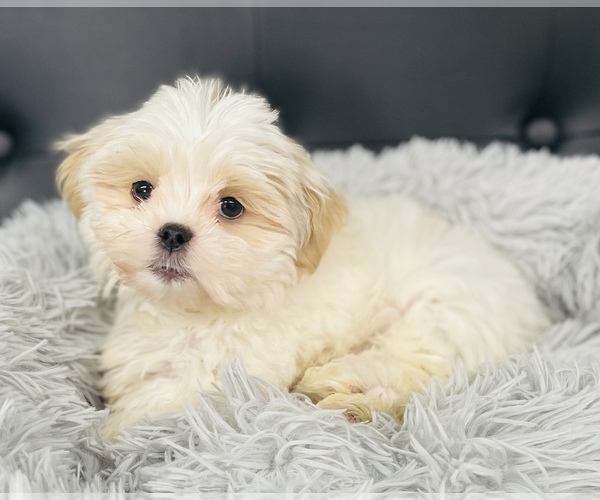 Medium Photo #2 Hava-Apso Puppy For Sale in CINCINNATI, OH, USA