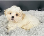 Small Photo #2 Hava-Apso Puppy For Sale in CINCINNATI, OH, USA
