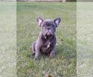 French Bulldog Puppy for sale in WINNEBAGO, IL, USA