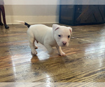 Small Photo #4 American Bully Puppy For Sale in LA VERNIA, TX, USA