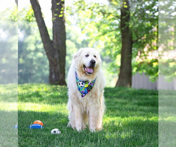 Medium Photo #10 Great Pyrenees-Unknown Mix Puppy For Sale in Unionville, PA, USA