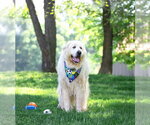 Small #9 Great Pyrenees Mix