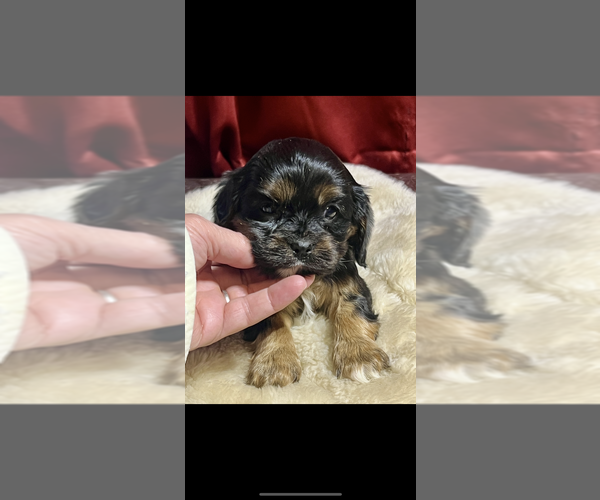 Medium Photo #2 Cavalier King Charles Spaniel Puppy For Sale in NILES, MI, USA