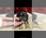 Small #1 Cavalier King Charles Spaniel