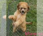 Small #2 Miniature Australian Shepherd-Poodle (Toy) Mix