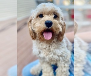 Father of the Cavapoo (Miniature) puppies born on 05/24/2026