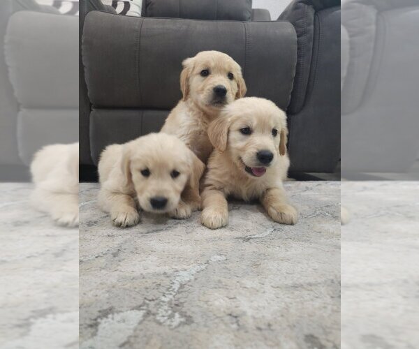 Medium Photo #2 Golden Retriever Puppy For Sale in SACRAMENTO, CA, USA