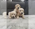 Small #1 Golden Retriever