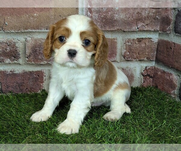 Medium Photo #3 Cavalier King Charles Spaniel Puppy For Sale in MOBERLY, MO, USA