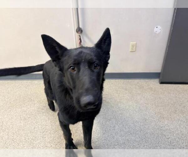 Medium Photo #1 German Shepherd Dog-Unknown Mix Puppy For Sale in Visalia, CA, USA