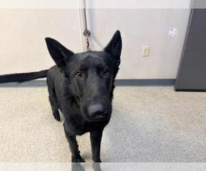 German Shepherd Dog-Unknown Mix Dogs for adoption in Visalia, CA, USA