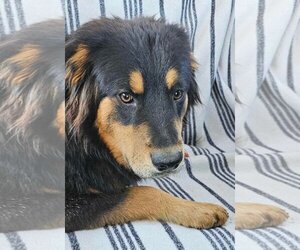 Shepweiller Dogs for adoption in Dana Point, CA, USA
