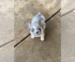 Small Photo #2 French Bulldog Puppy For Sale in EXETER, CA, USA