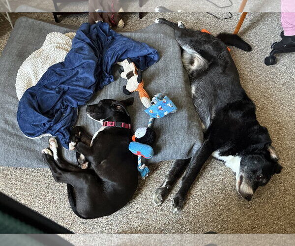 Medium Photo #4 Boston Huahua Puppy For Sale in Wakefield, RI, USA