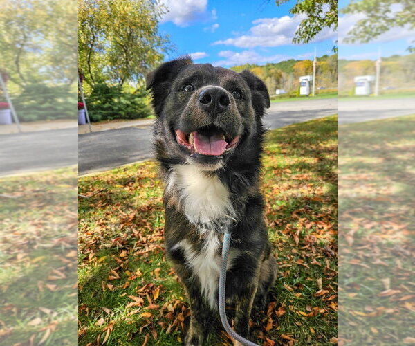 Medium Photo #2 Australian Shepherd-Collie Mix Puppy For Sale in Gloversville, NY, USA