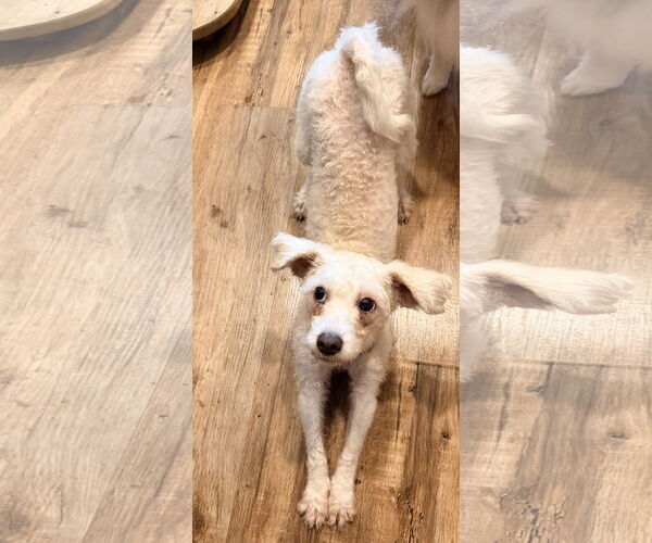 Medium Photo #1 Mutt Puppy For Sale in Holly Springs, NC, USA